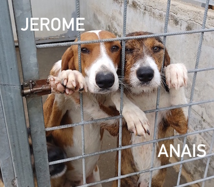 Jerome Anais1