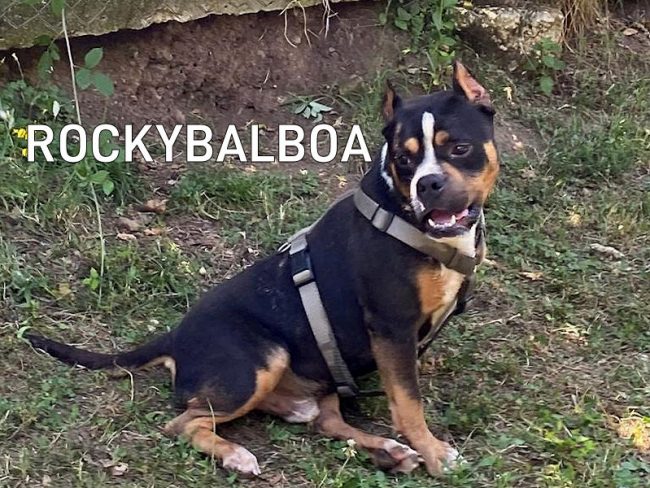 RockyBalboa 3