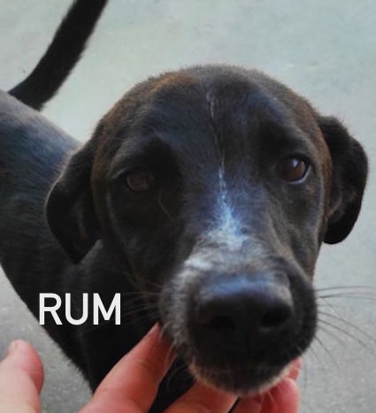 Rum