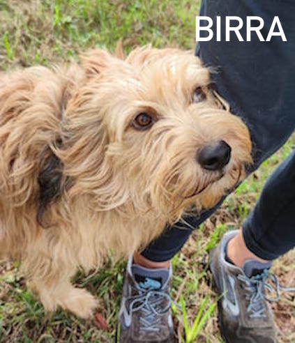 Birra