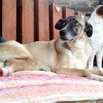 cane panca guarda umana