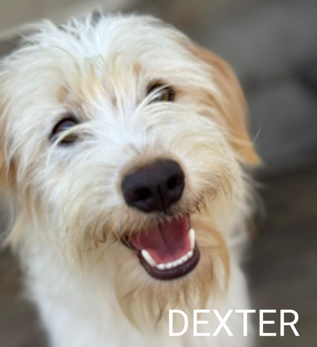Dexter