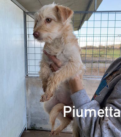 Piumetta nome