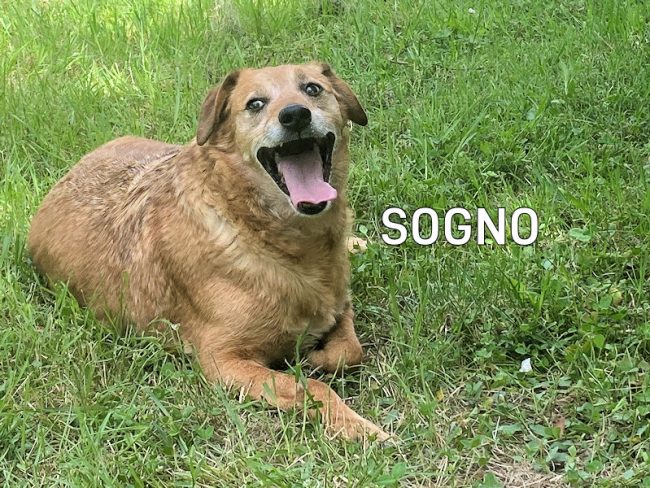Sogno marzo 2022 04