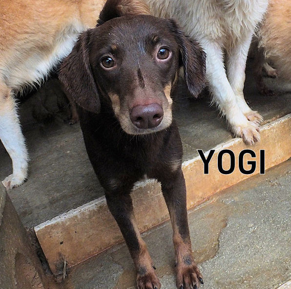 Yogi1