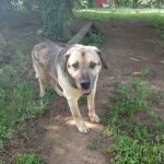 cane sorride prato