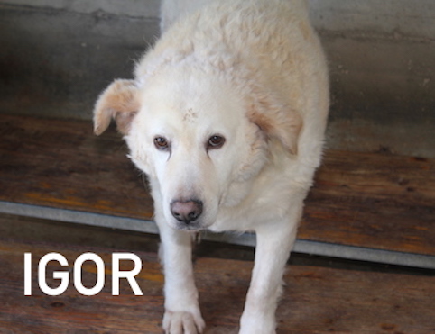 Igor