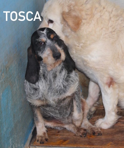 Tosca