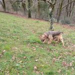 cane annusa erba