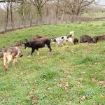 cani prato gruppo