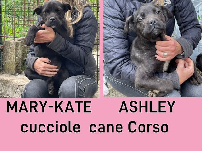 MaryKate e Ashley