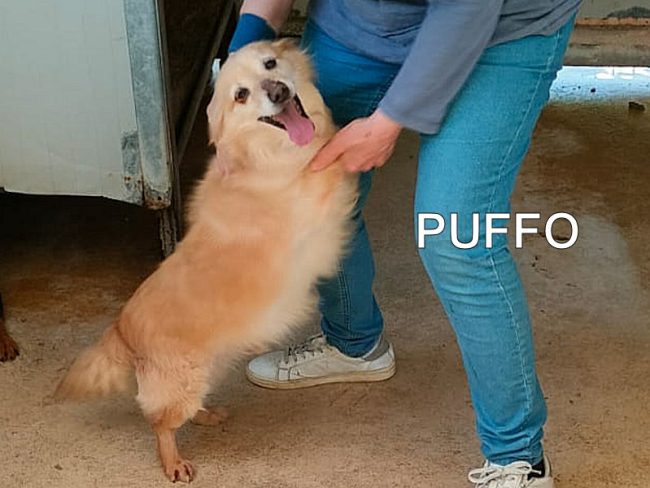 Puffo 30 aprile 2024 02