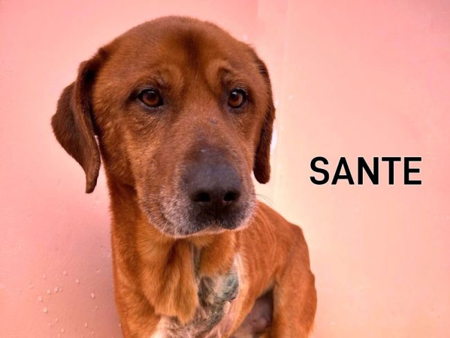 Sante 01