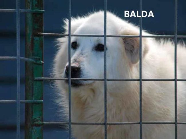 BALDA NOME