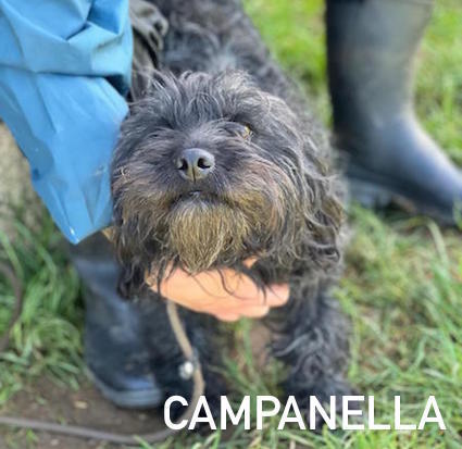 Campanella