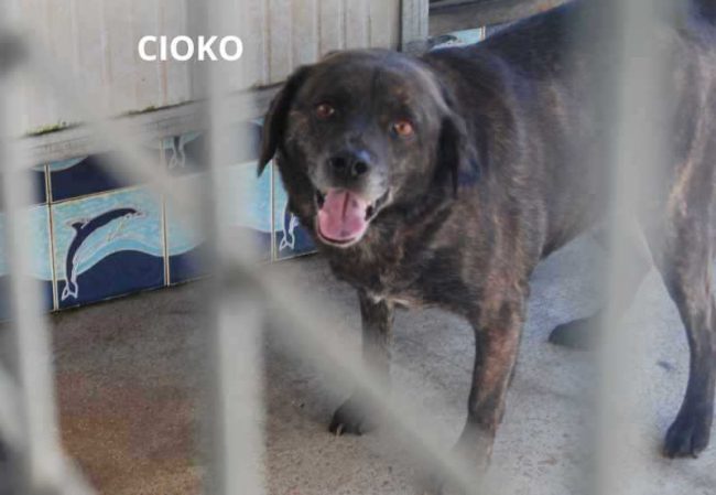 CIOKO NOME