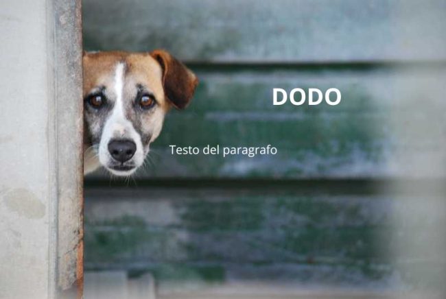 DODONOME