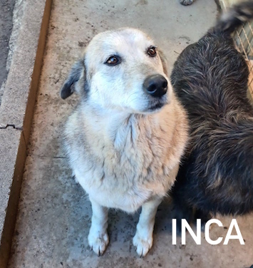 Inca