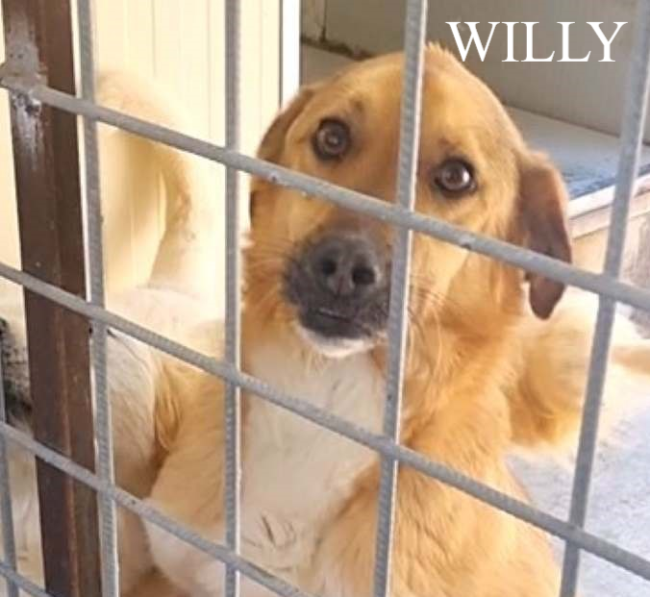 WILLY NOME