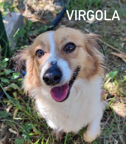 Virgola