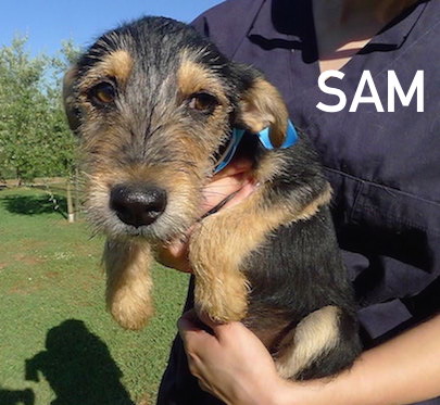 SAM