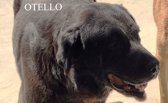 OTELLO7