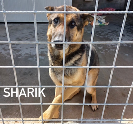 Sharik