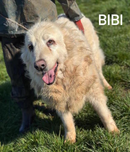 Bibi