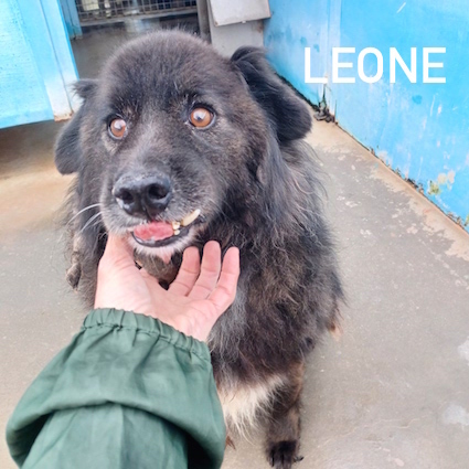 Leone