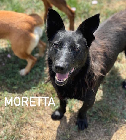 Moretta