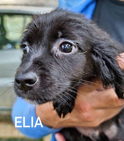 Elia
