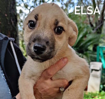 Elsa