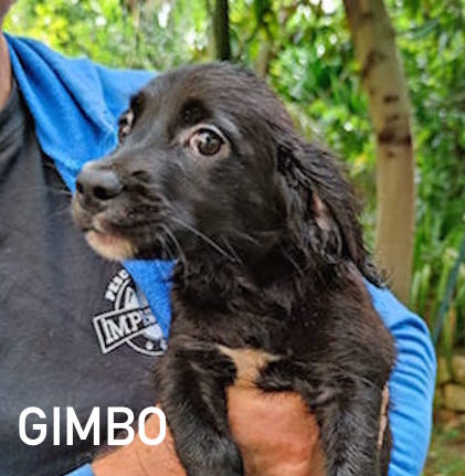 Gimbo