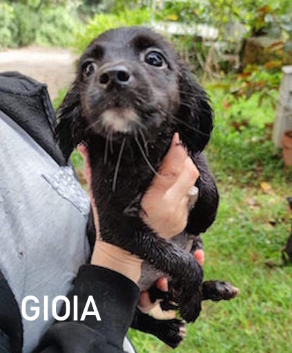 Gioia
