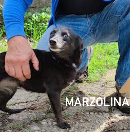Marzolina