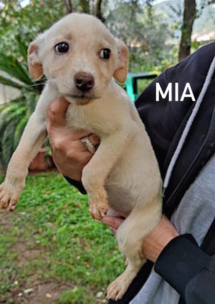 Mia
