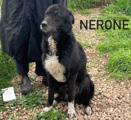 Nerone