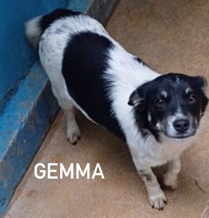 Gemma