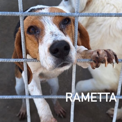 Rametta