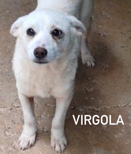 Virgola