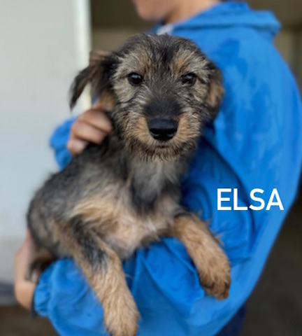 Elsa