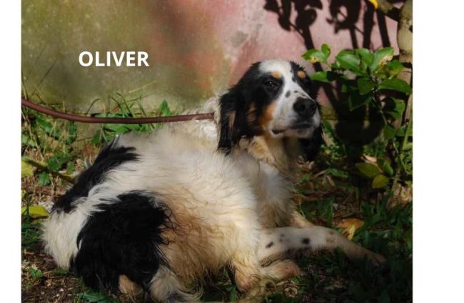 OLIVER NOME