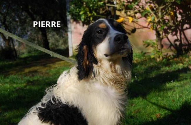 PIERRE NOME