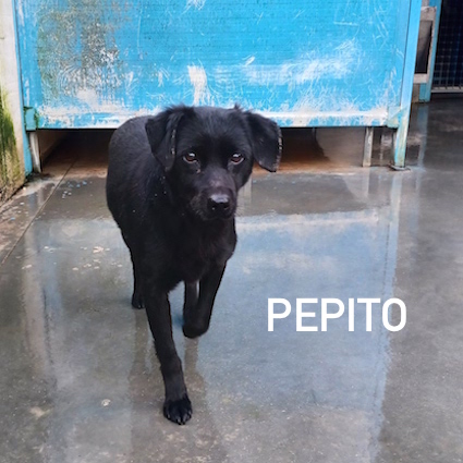 Pepito