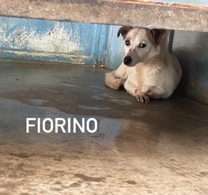 Fiorino