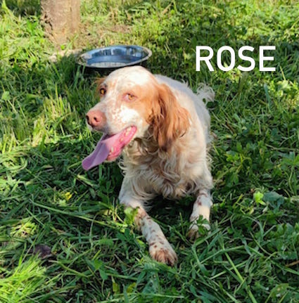 IMG-20250405-WA0019