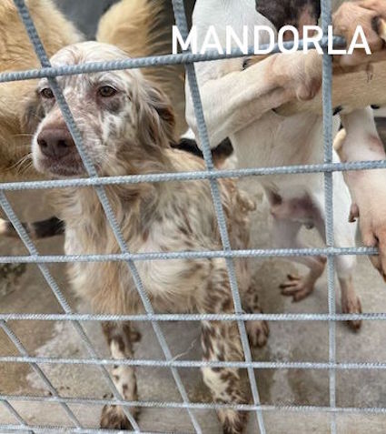 Mandorla