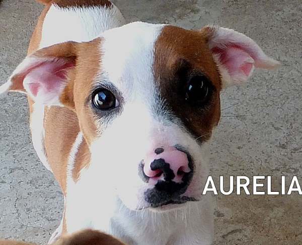 AURELIA nome