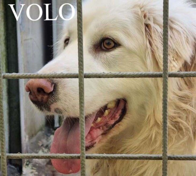 VOLO NOME 2