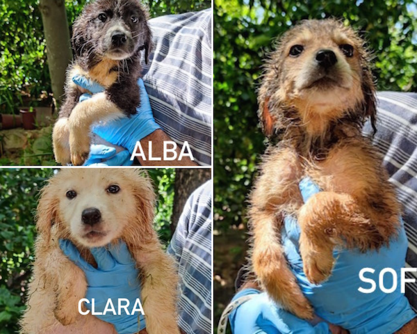 Alba Clara Sofy